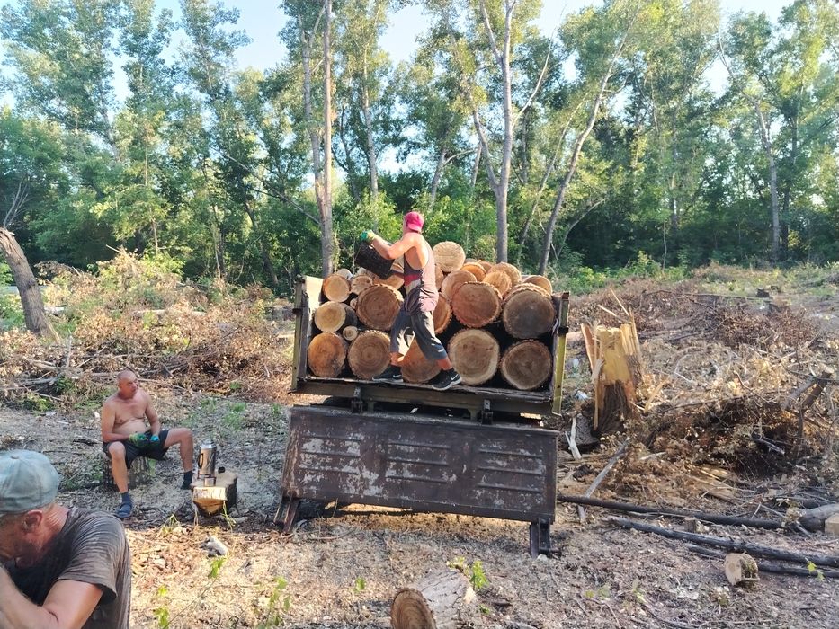Продам дрова колотые