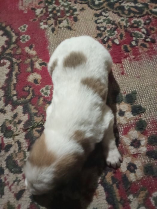 Күшіктер  2 қалды