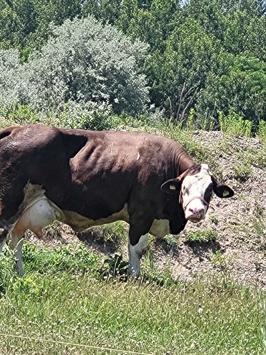 Vand vaci baltata romaneasca