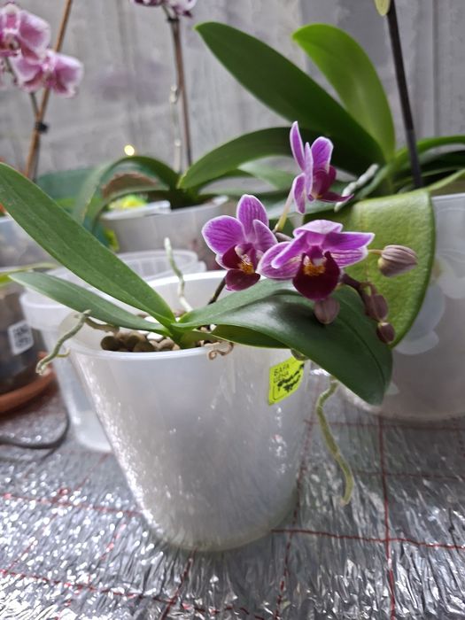 П р о д а м   орхидеи !!!