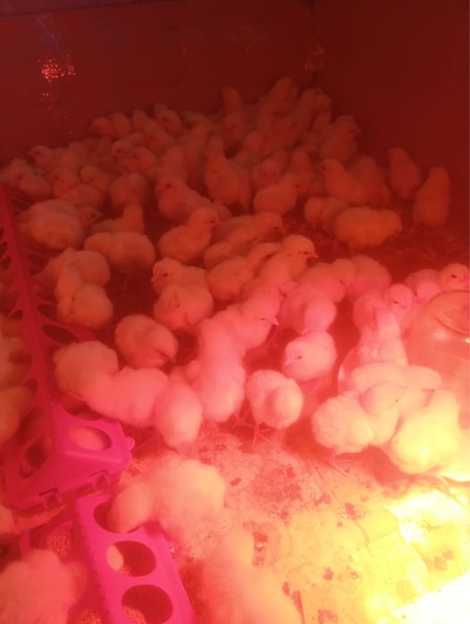 БРОЙЛЕРРЫ РОС 308 4-х дневные