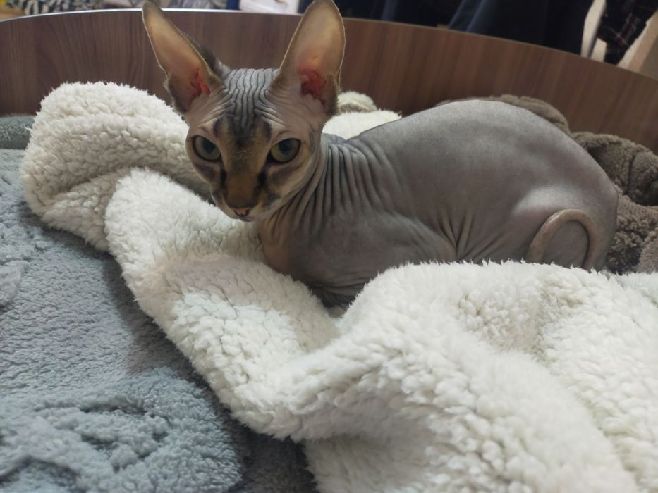 Канадский Сфинкс Продам!