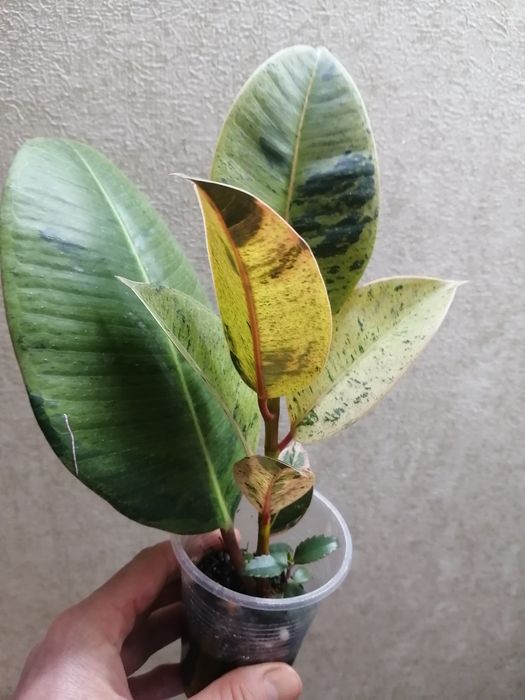 Продаю фикус Шривериана