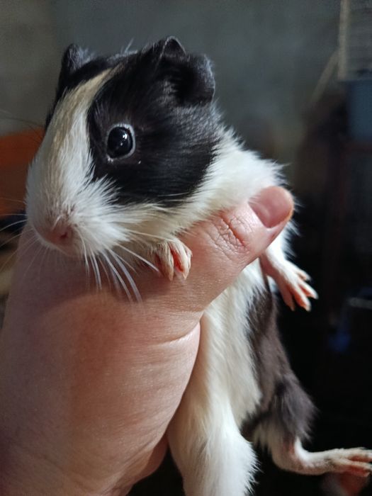 Vând porcușori de guineea pui