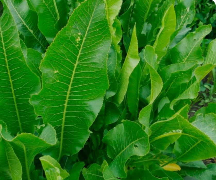 Продам хризантемы,ирисы