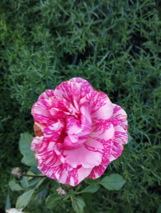 Продам кирпичный дом