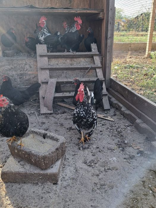 Vând familii de găini americane