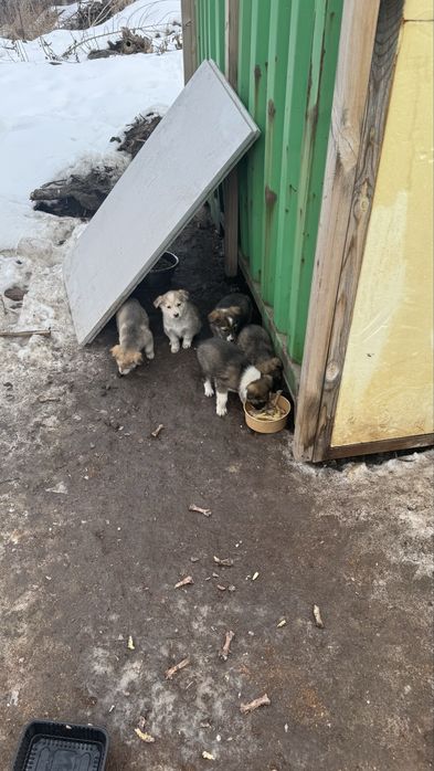 Щенки в добрые руки