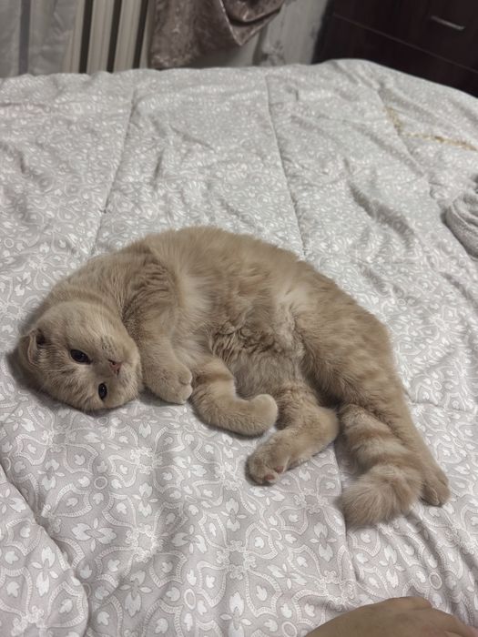 Кошка вислоуха Scotland