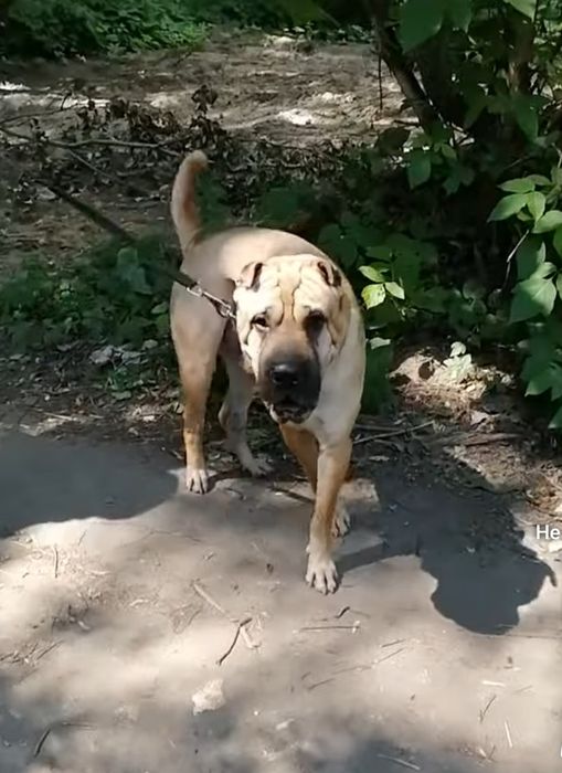 Американский шарпей породистый щенков 6шт