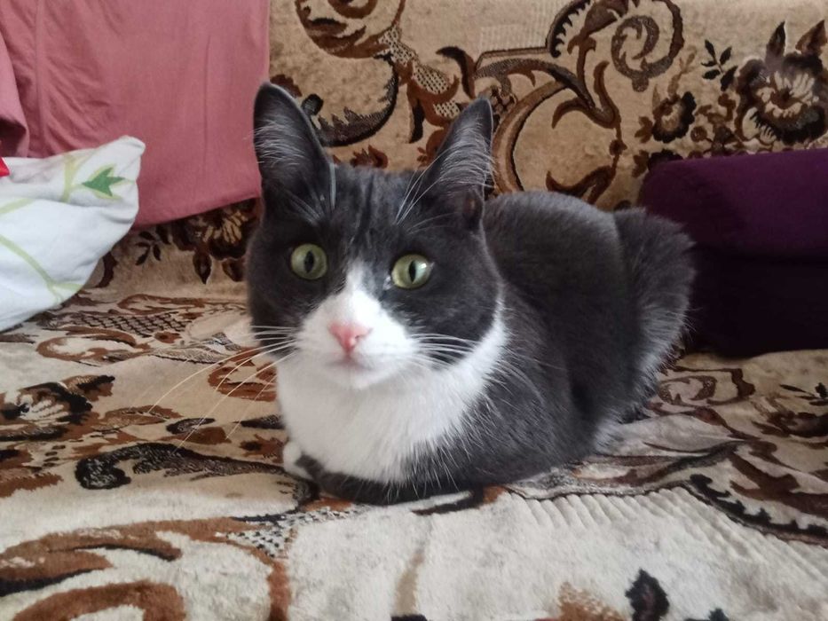 Домашний кот в добрые руки.