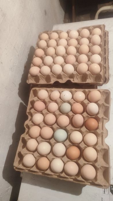 Инкубаторный яйцо