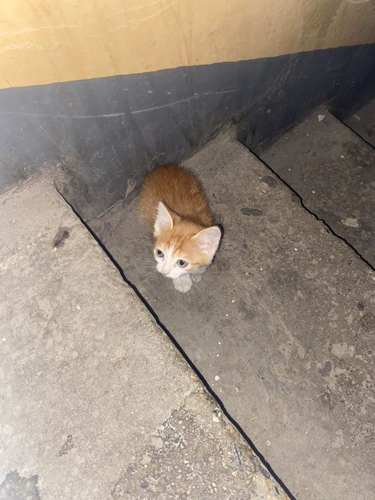 отдам котенка в добрые руки