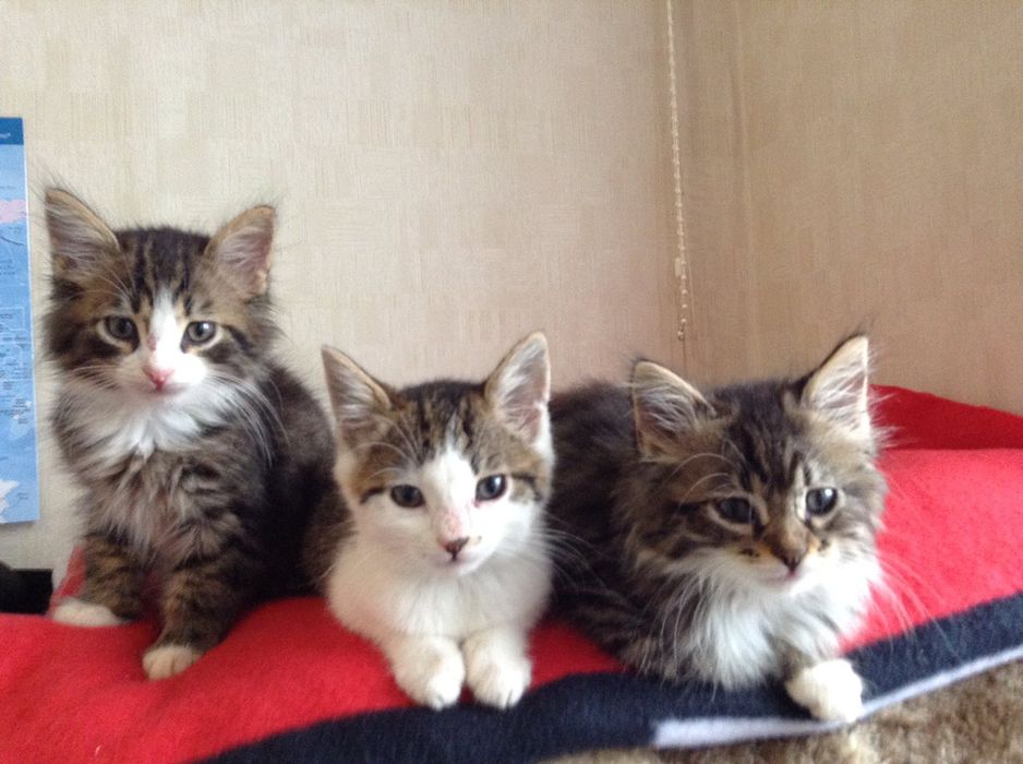 Хотел за кучета, котки, зайци, гризачи и птици