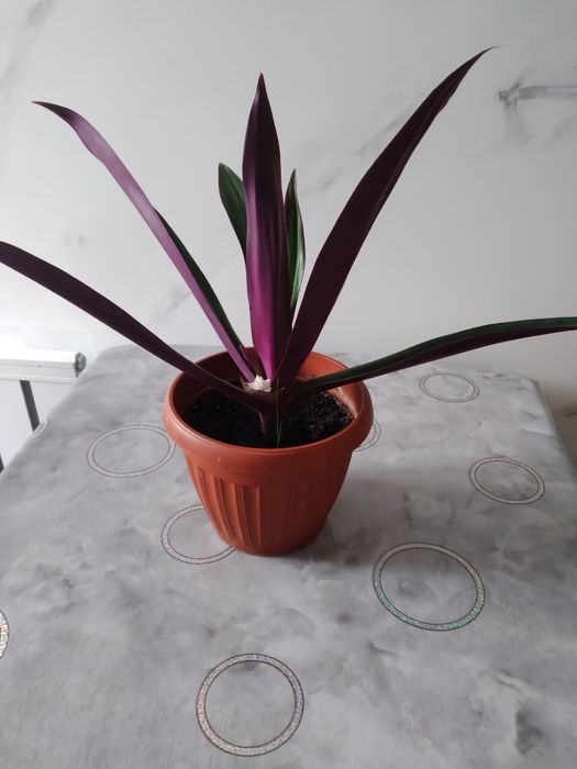 Продам комнатный цветок