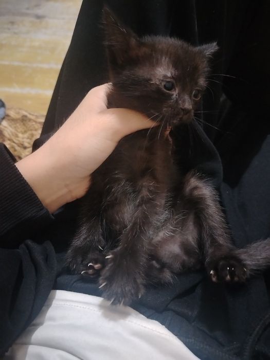 Отдам котят в добрые руки