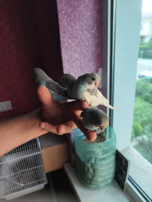 Ручной кушлар сотилади