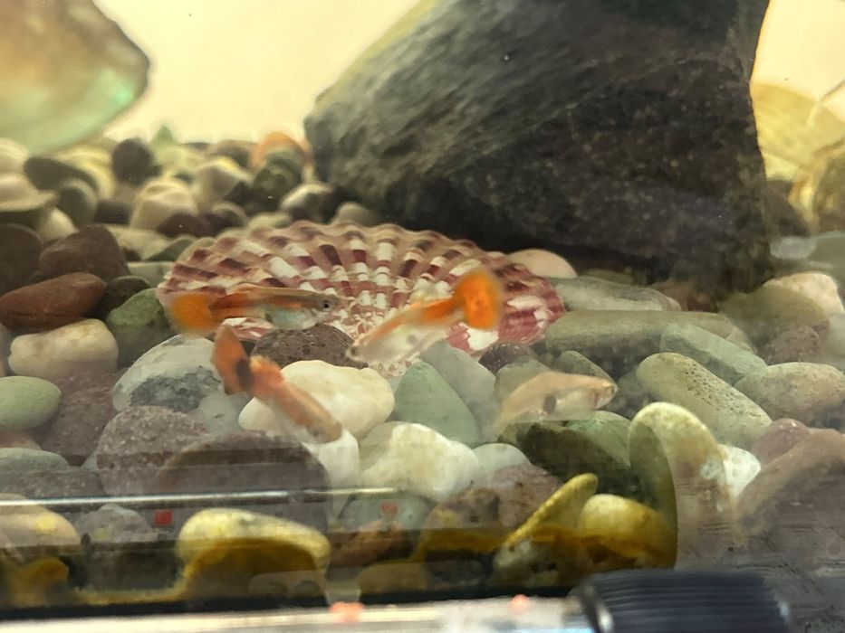 Peștii guppy adulți cât și puii