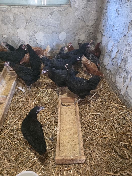 Puicuțe ouătoare mai multe culori și Găini Carne