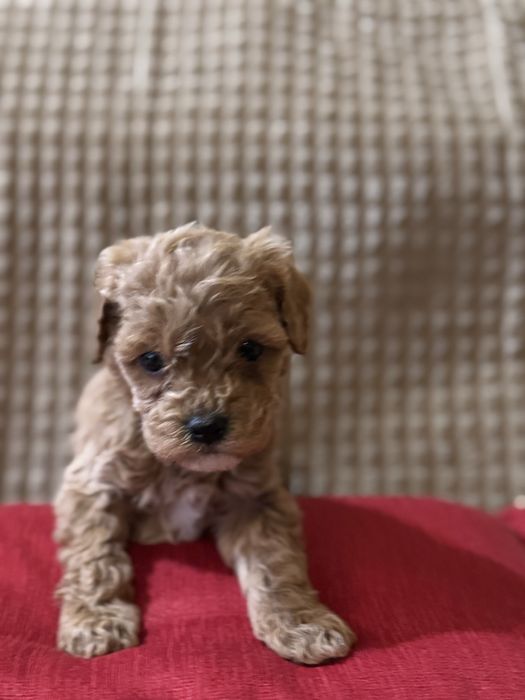 Малки сладки изкушения