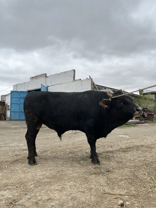 Бұқа сатам семіз