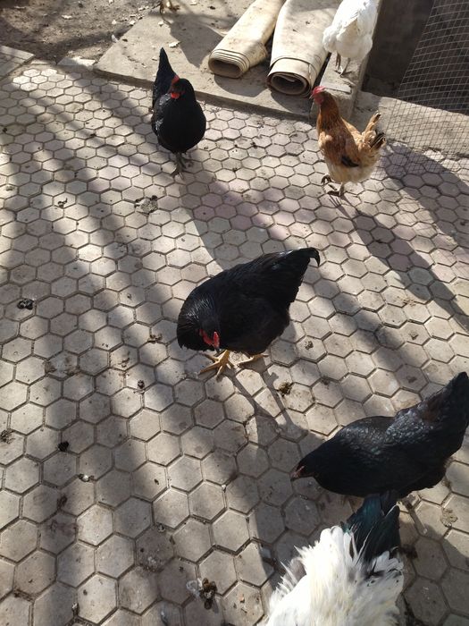 Продам чеёрных курей.