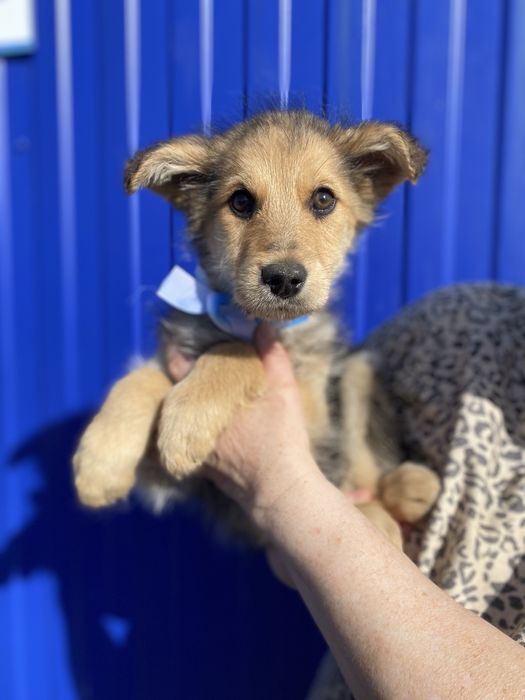 Щенята ищут дом