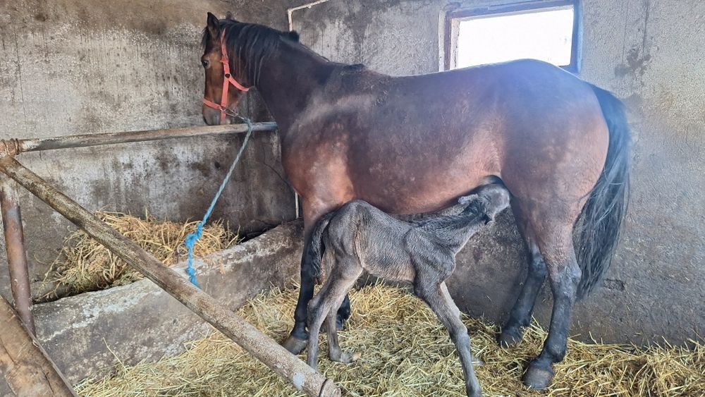 Vand iapa trapasa fatata