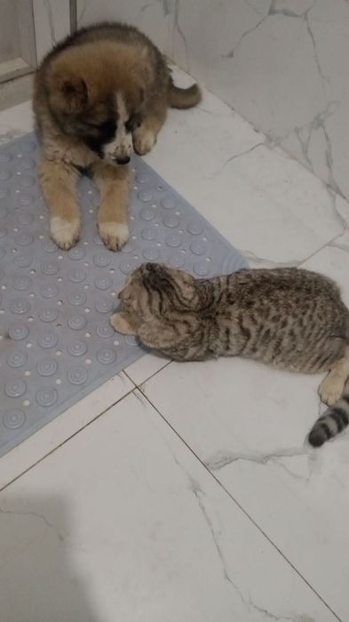 Alabay kavkaz 45kunlik