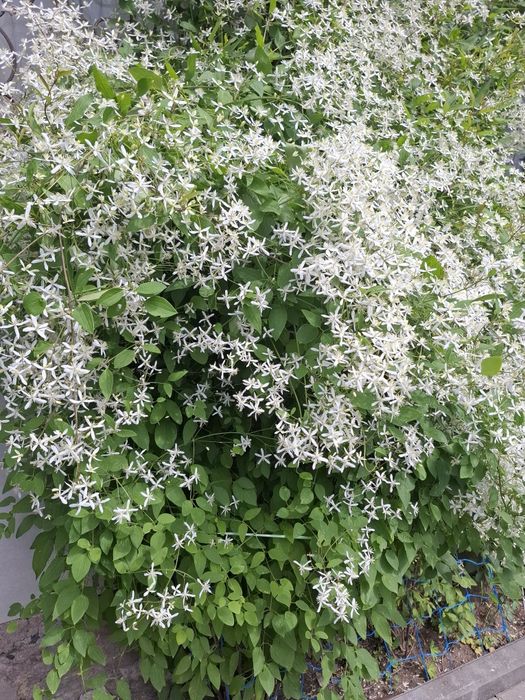 Клематис. "Ароматное облако"