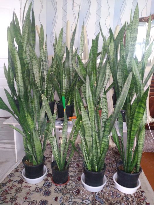 Табий шароитда котта килинган хонаки гуллар.  Офис ва хонадонлар учун