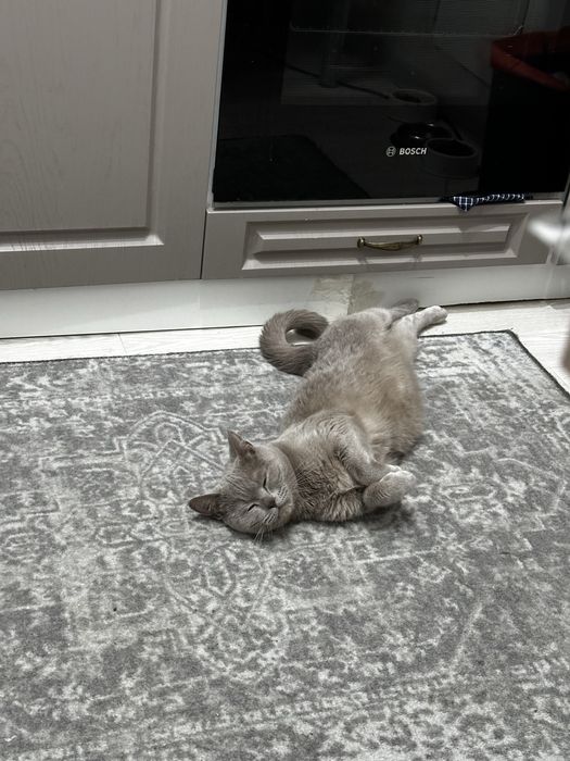 Отдам в добрые руки