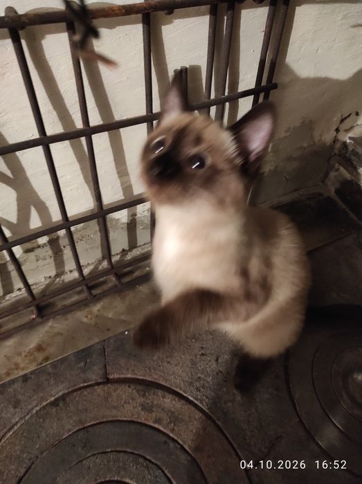 Котята в добрые руки.