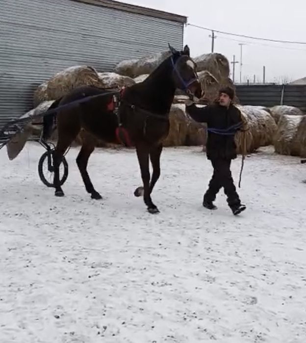 Продам Орловскую Кобылу