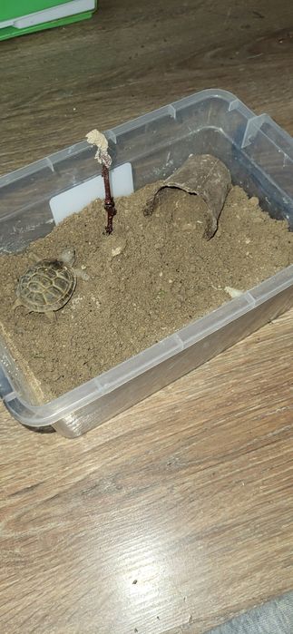 Сухопутный черепаха