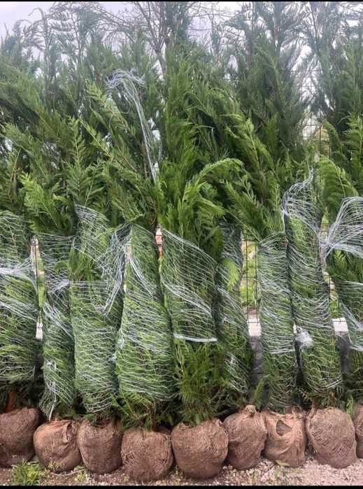 Cupressus leylandii 2.5m - 3m gard viu, calitate premium, super preț!