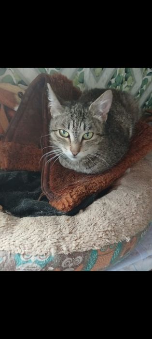 Кошка. бесплатно