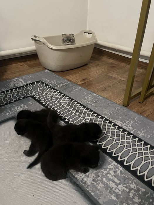 Милые котята!!! Им еще только месяц,