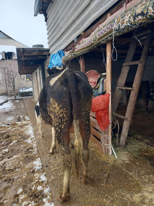 Сауынды сиыр сатылады
