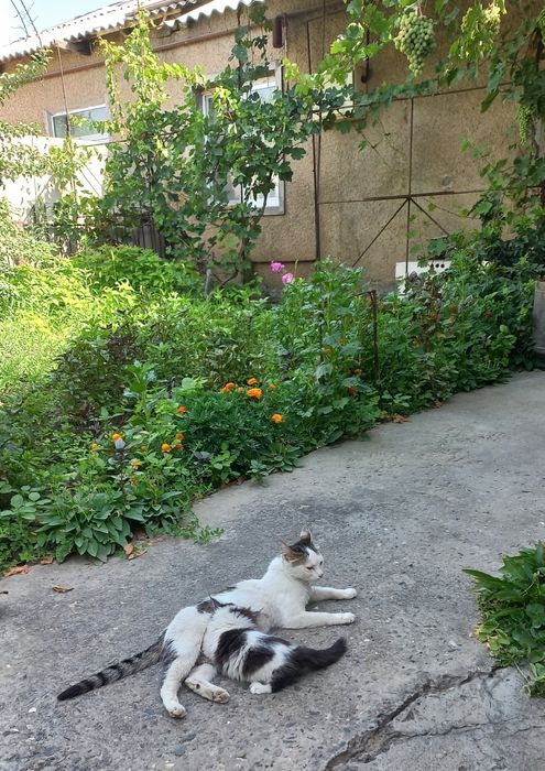 Продаётся коттедж на две семьи