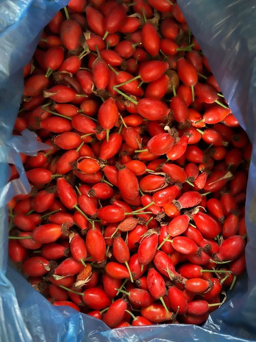 Продается свежий шиповник, экологически чистый, недорогой