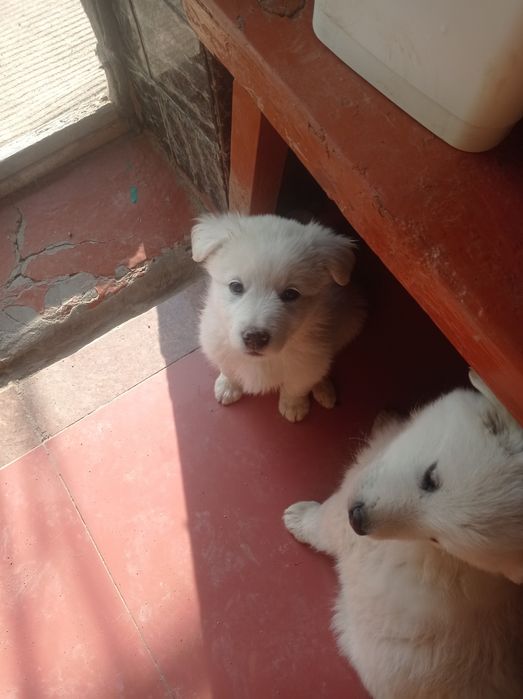 Отдам щенков добрым людям