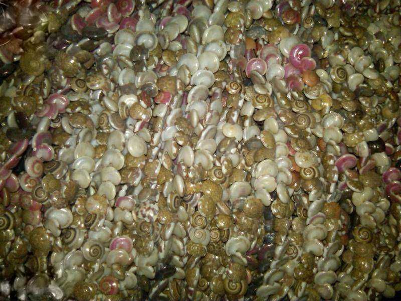 Занавеска из ракушек