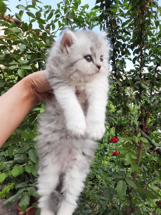 Shotlaniskiy shinshila