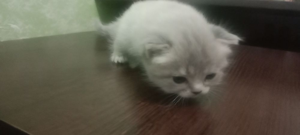 Котята вислоухие, девочки