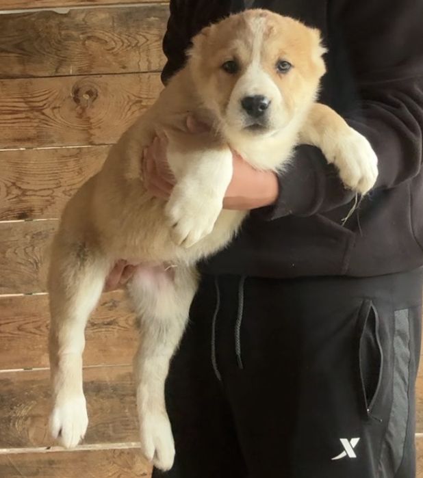 Щенки сао девочки