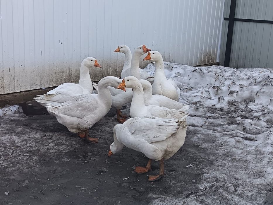 Продам живых гусей