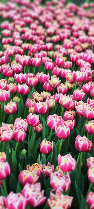 Тюльпаны  оптом.