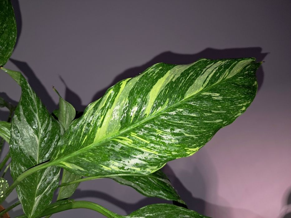 Спатифиллум Даймонд !