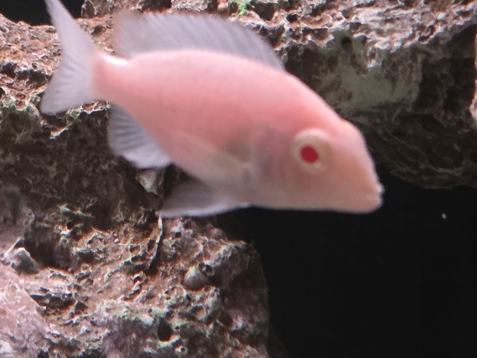 Аулонакара Красная орхидея альбино